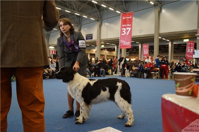 Фото: ньюфаундленд Piternyuf Honey-Money (Питерньюф Хонеу-Монеу)