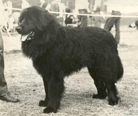 Фото: ньюфаундленд SHerif Vi Djey (Шериф Ви Джей)