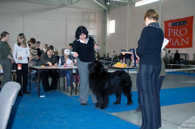 Фото: ньюфаундленд Lesnaya Skazka Roza CHernaya (Лесная Сказка Роза Черная)