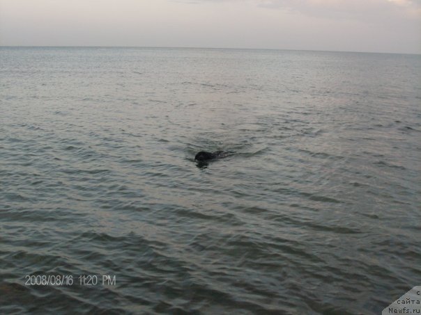 Фото: ньюфаундленд Krass (Красс)