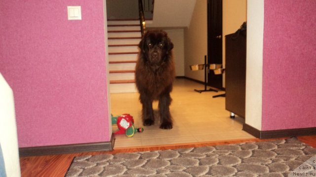 Фото: ньюфаундленд Van Len Taym Jenev'eva (Ван Лен Тайм Женевьева)