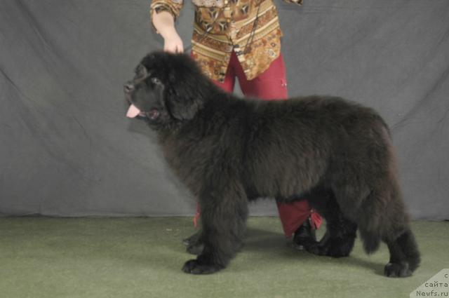 Фото: ньюфаундленд Plyushevaya Panda Ivar (Плюшевая Панда Ивар)