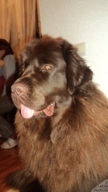 Фото: ньюфаундленд Van Len Taym Jenev'eva (Ван Лен Тайм Женевьева)