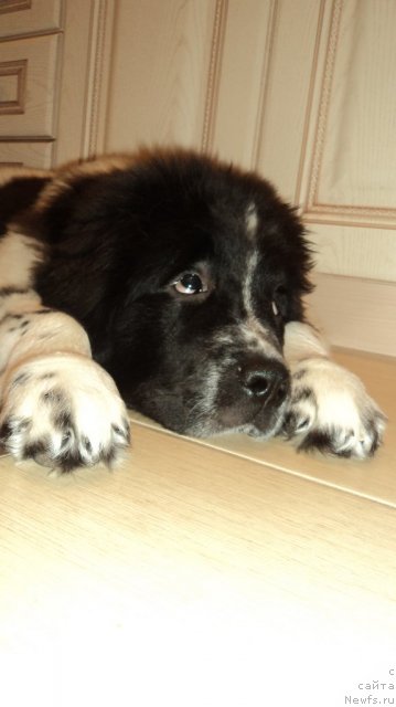 Фото: ньюфаундленд Sent Djons Viva Viktoria (Сент Джонс Вива Виктория)