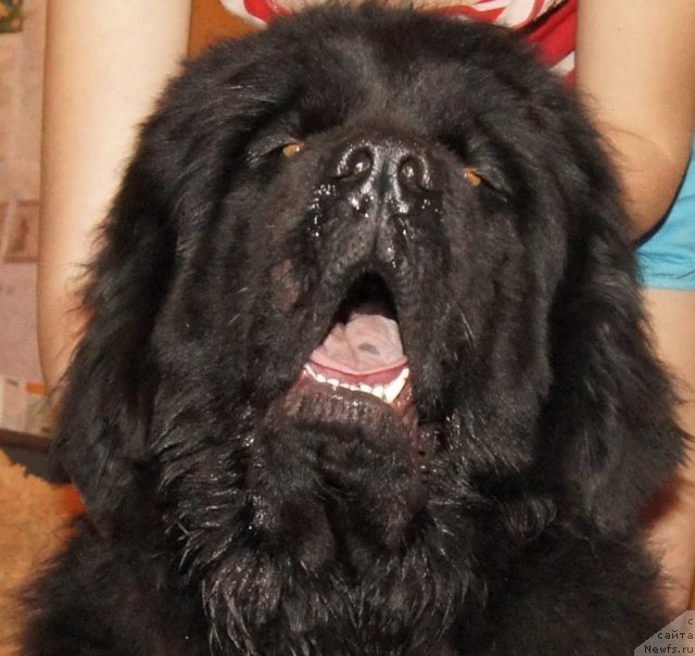 Фото: ньюфаундленд Grand Pacifik YU A Kvin dlya Ih Vyisochestva (Гранд Пацифик Ю А Квин для Их Высочества)