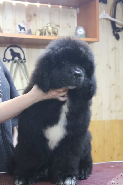 Фото: ньюфаундленд Dark Pride Versace (Дак Прайд Версаче)