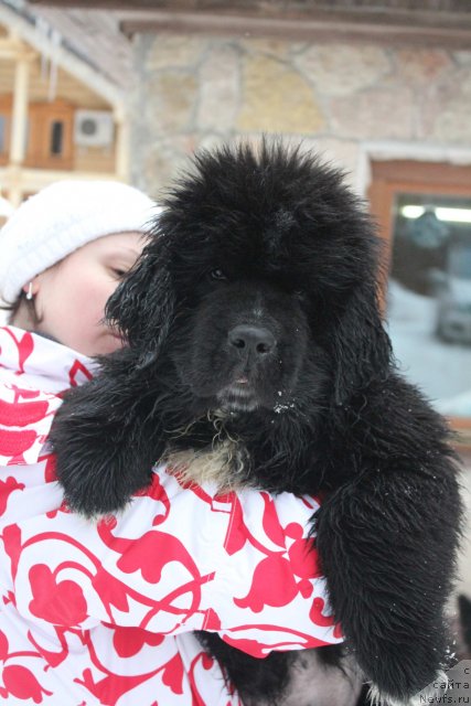 Фото: ньюфаундленд Dark Pride Versace (Дак Прайд Версаче)