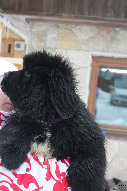 Фото: ньюфаундленд Dark Pride Versace (Дак Прайд Версаче)