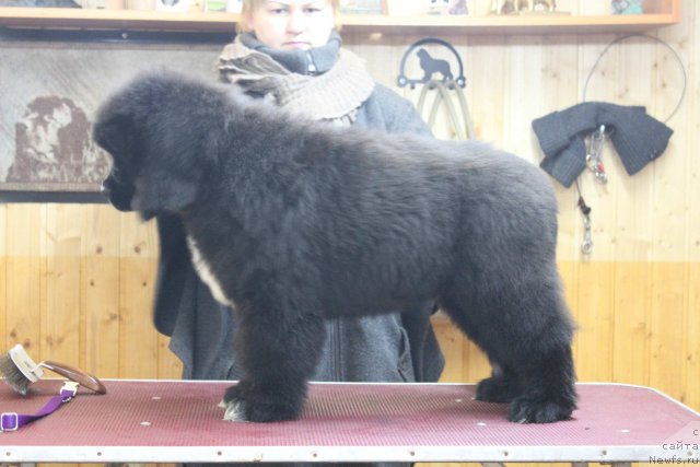 Фото: ньюфаундленд Dark Pride Versace (Дак Прайд Версаче)