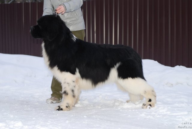 Фото: ньюфаундленд Eros Faundland