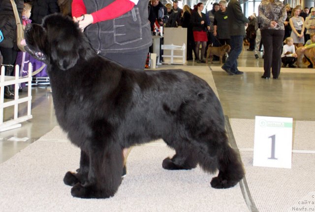 Фото: ньюфаундленд Bowaters Braveheart Nuo Ozo Kalvu