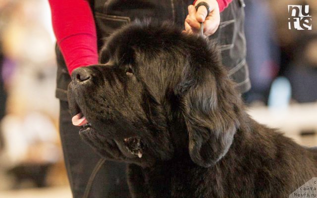 Фото: ньюфаундленд Bowaters Braveheart Nuo Ozo Kalvu