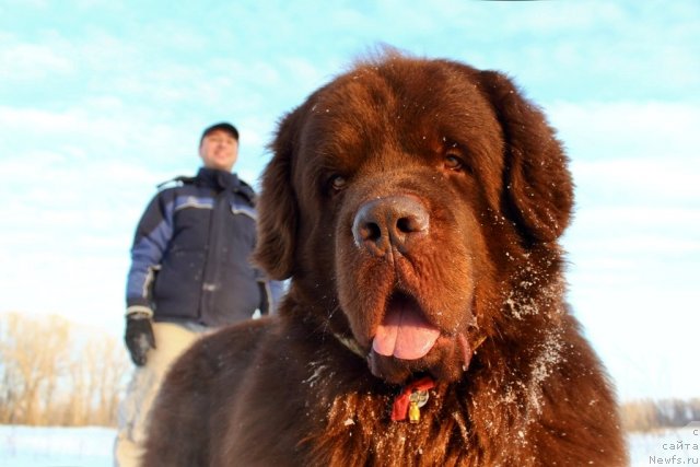 Фото: ньюфаундленд Lesnaja Skazka Korolevskiy Medved (Лесная Сказка Королевский Медведь), Dmitriy Samarcev (Дмитрий Самарцев)