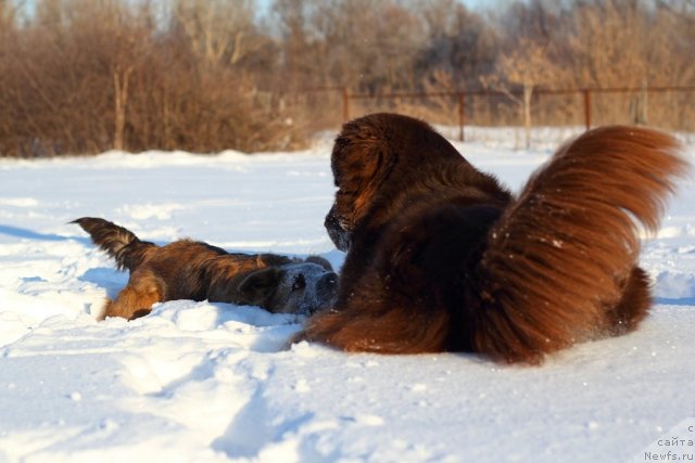Фото: ньюфаундленд Lesnaja Skazka Korolevskiy Medved (Лесная Сказка Королевский Медведь), Дружок