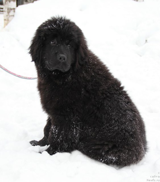 Фото: ньюфаундленд N'yufort CHernika Ledi (Ньюфорт Черника Леди)