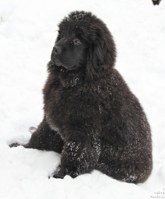 Фото: ньюфаундленд N'yufort CHernika Ledi (Ньюфорт Черника Леди)