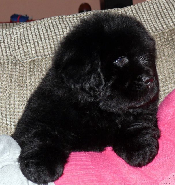 Фото: ньюфаундленд Betty Boop Calamity Jane