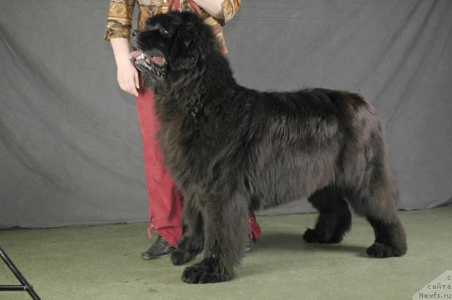 Фото: ньюфаундленд Severtan Sendri YErtem (Севертан Сендри Эртем)