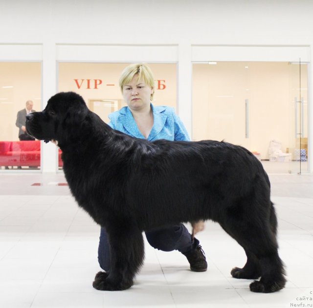 Фото: ньюфаундленд Aquatoriya Kelvin Kadril (Акватория Келвин Кадриль)