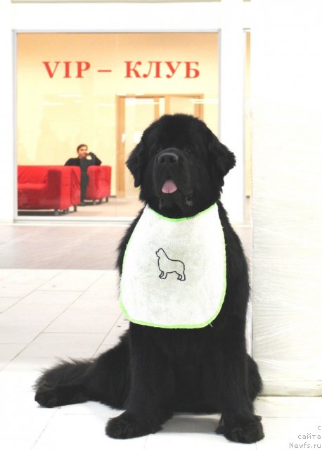 Фото: ньюфаундленд Aquatoriya Kelvin Kadril (Акватория Келвин Кадриль)