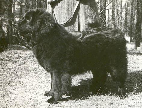 Фото: ньюфаундленд Floser Milena (Флосер Милена)