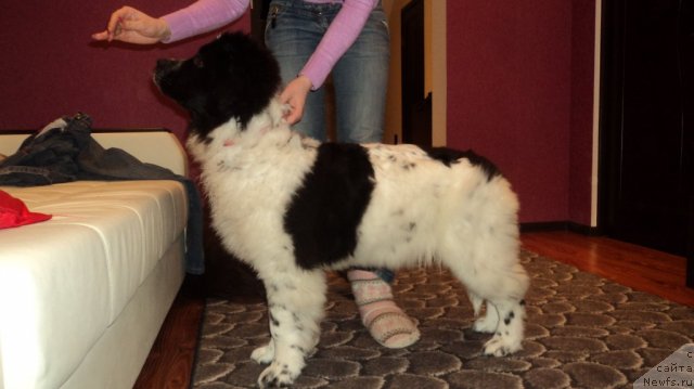 Фото: ньюфаундленд Sent Djons Viva Viktoria (Сент Джонс Вива Виктория)