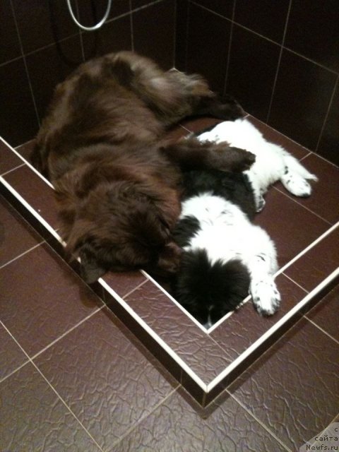 Фото: ньюфаундленд Van Len Taym Jenev'eva (Ван Лен Тайм Женевьева), ньюфаундленд Sent Djons Viva Viktoria (Сент Джонс Вива Виктория)