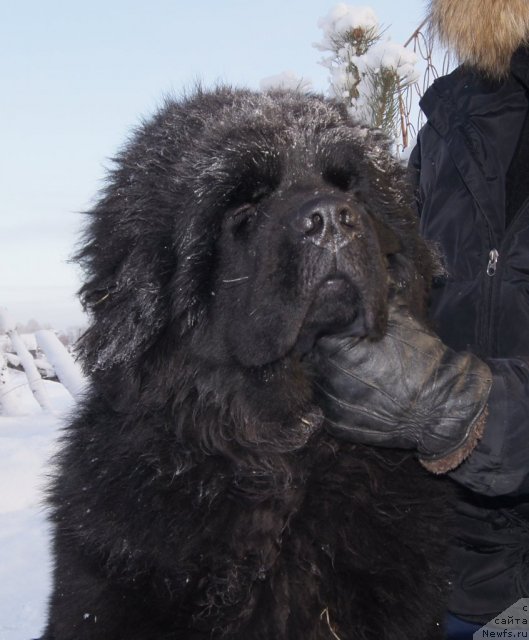 Фото: ньюфаундленд Grand Pacifik YU A Ze Vinner (Гранд Пацифик Ю А Зе Виннер)
