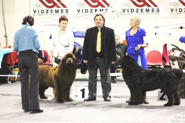 Фото: Elena Medvedeva (Елена Медведева), ньюфаундленд Aquatoriya Kelvin Reds Begin and Win (Акватория Келвин Редс Бегин энд Вин)