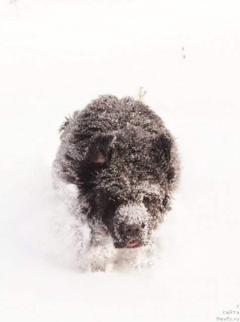 Фото: ньюфаундленд Grand Pacifik YU A Kvin dlya Ih Vyisochestva (Гранд Пацифик Ю А Квин для Их Высочества)