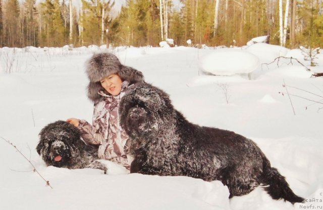 Фото: ньюфаундленд Grand Pacifik YU A Kvin dlya Ih Vyisochestva (Гранд Пацифик Ю А Квин для Их Высочества), ньюфаундленд Fann'yuf Tibul Jelannyiy dlya Ih Vyisochestva (Фанньюф Тибул Желанный для Их Высочества)