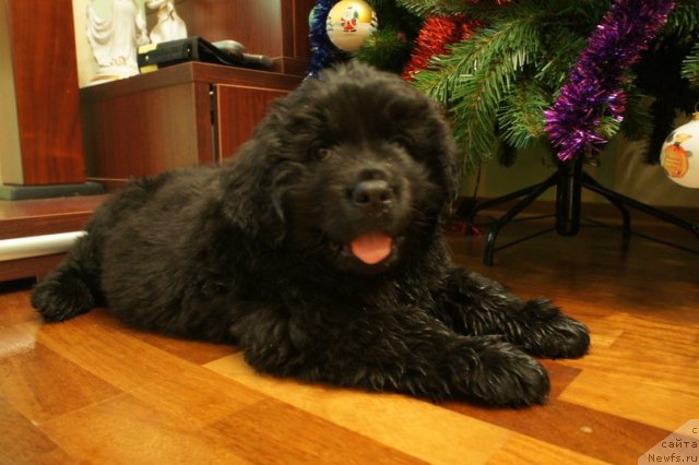 Фото: ньюфаундленд Skazka s Podnojiya Kilimandjaro (Сказка с Подножия Килиманджаро)