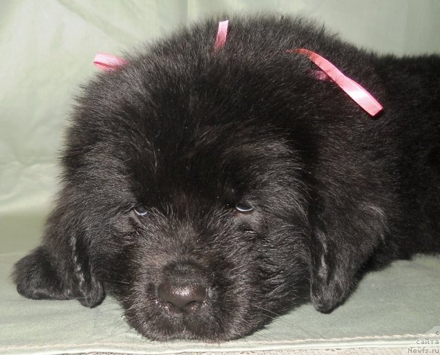 Фото: ньюфаундленд Seneciya (Сенеция)