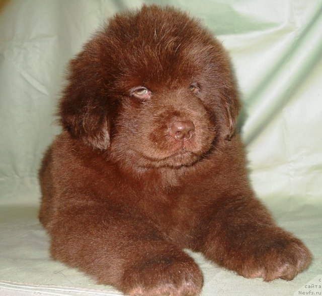 Фото: ньюфаундленд Sverkayuzhaya Gora Mashame (Сверкающая Гора Машаме)