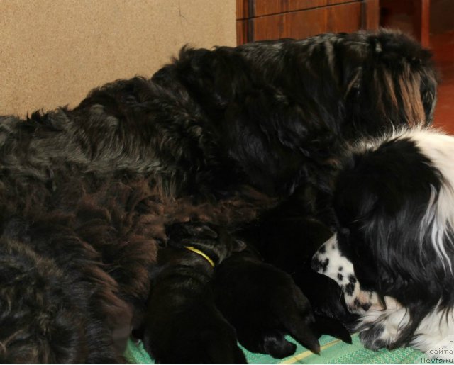 Фото: ньюфаундленд Bavariya (Бавария), ньюфаундленд La Belle Michaela (Ла Бель Мишель)