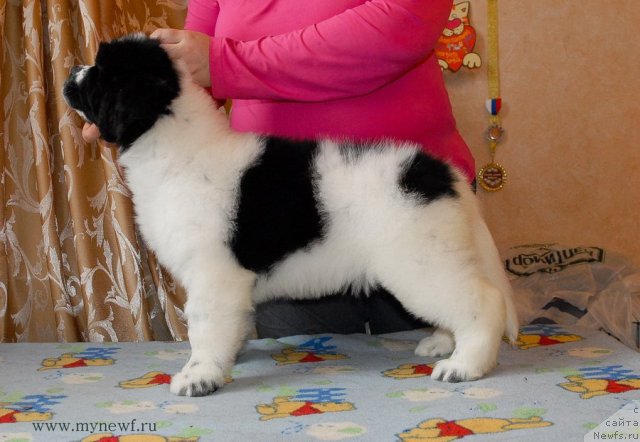 Фотография № 116975