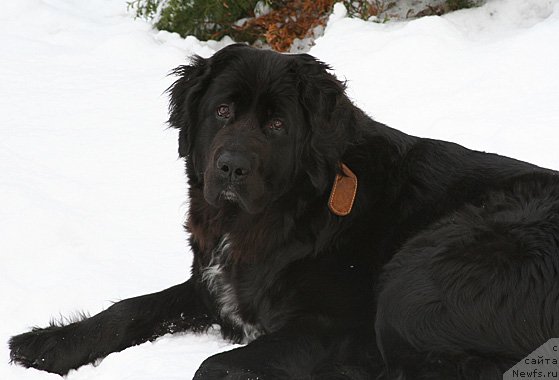 Фотография № 116979