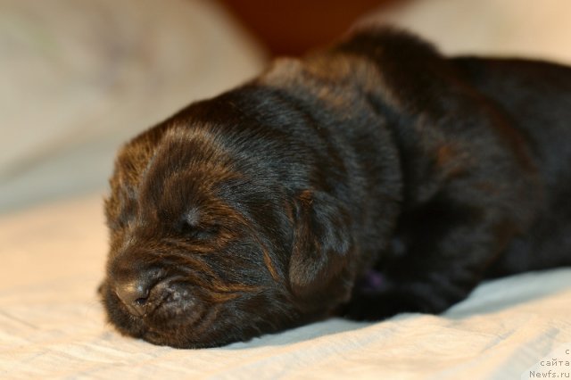 Фото: ньюфаундленд Beguschaya po Volnam Hand Made (Бегущая по Волнам Ханд Маде)