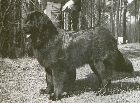 Фото: ньюфаундленд Floser Matil'da (Флосер Матильда)