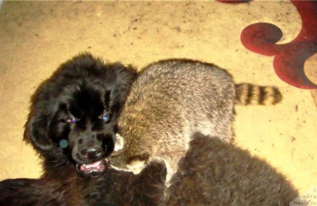 Фотография № 117001