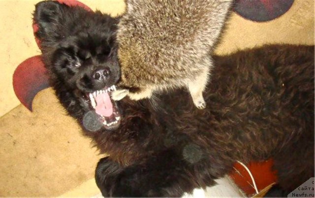 Фотография № 117002