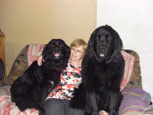 Фото: ньюфаундленд Kaiden Playful (Кайден Плейфул), Elena Levchenko (Елена Левченко), Лора