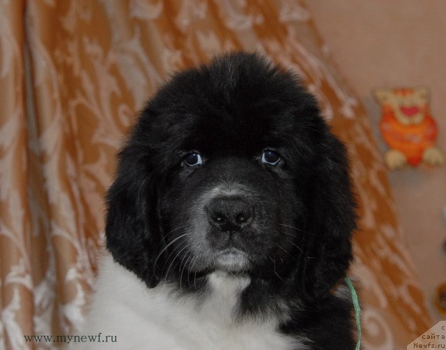 Фото: ньюфаундленд Sent Djons Donna Summer (Сент Джонс Донна Саммер)