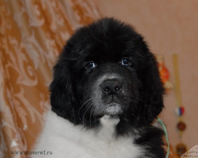 Фото: ньюфаундленд Sent Djons Donna Summer (Сент Джонс Донна Саммер)