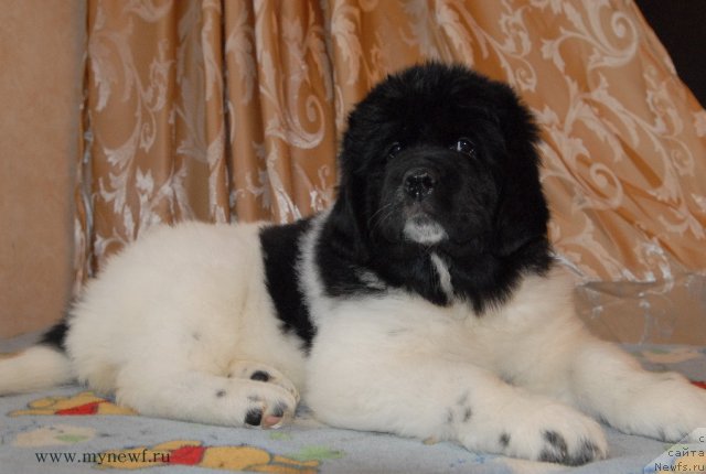 Фото: ньюфаундленд Sent Djons Debora - 2 (Сент Джонс Дебора - 2)