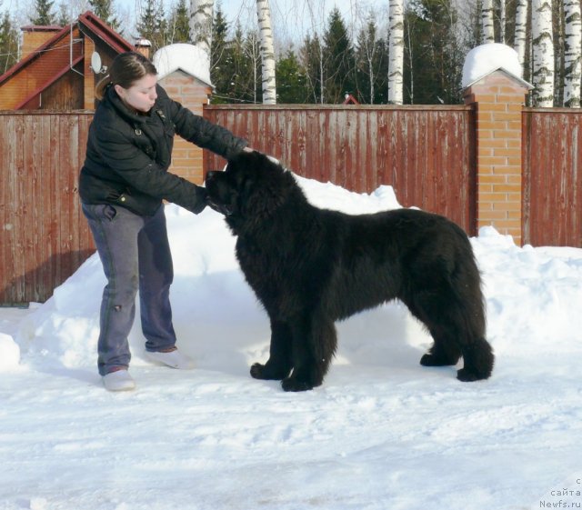 Фото: ньюфаундленд Very Fairweathers X'Got The Rhythm, Inga SHapoval (Инга Шаповал)