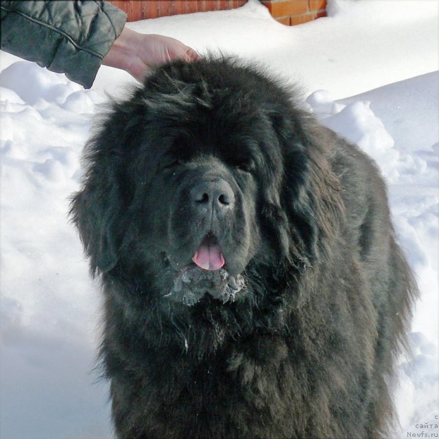 Фото: ньюфаундленд Very Fairweathers X'Got The Rhythm