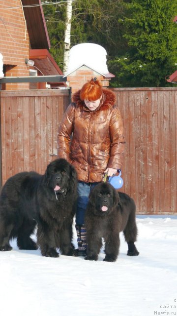 Фото: ньюфаундленд Very Fairweathers X'Got The Rhythm, ньюфаундленд Very Fairweathers Zhade