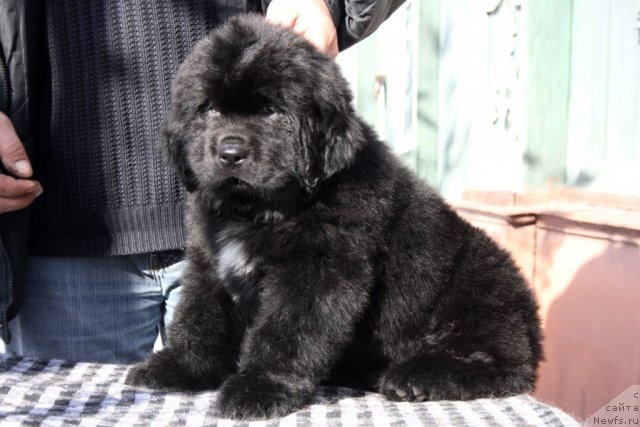 Фото: Черный Шарм Георгин