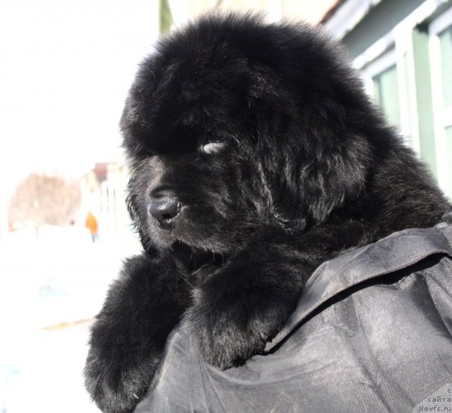 Фото: Черный Шарм Георгин